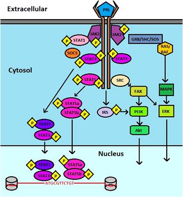 Prolactin receptor signaling: A novel target for cancer treatment - Exploring anti-PRLR signaling strategies